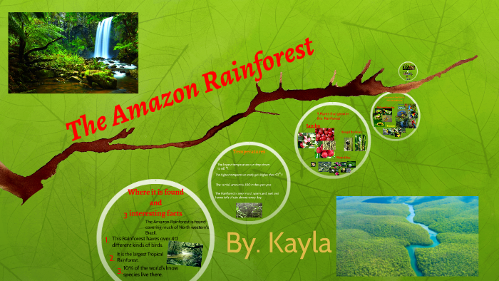 The Amazon Rainforest by kayla green on Prezi