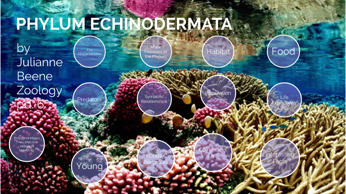 Phylum Echinodermata - Beene by Julianne Beene on Prezi