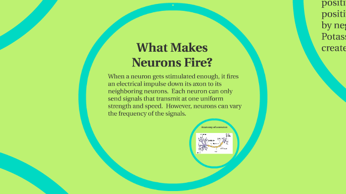 What makes neurons fire? by Natalie Heino on Prezi