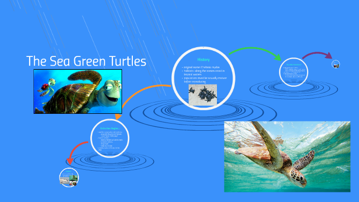 The Sea Green Turtles by sheila bolanos on Prezi