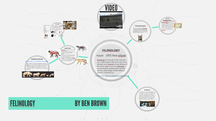 FELINOLOGY by Serelath The Great on Prezi