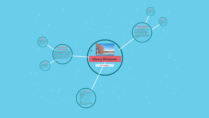 Cherry Blossoms by Bailey Rucker on Prezi
