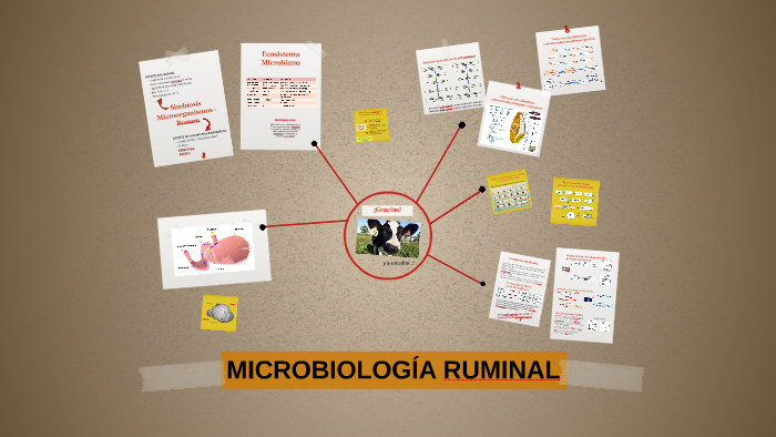 MICROBIOLOGÍA RUMINAL by Microbiología Agrìcola on Prezi