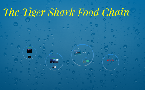 The Tiger Shark Food Chain by Amanda Bromley on Prezi