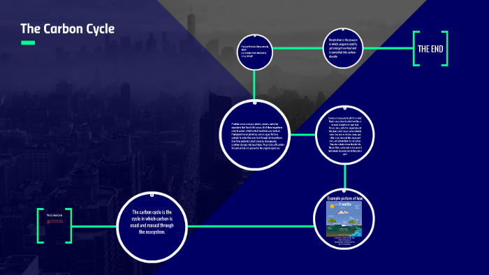 The Carbon Cycle by Connor McGowan on Prezi