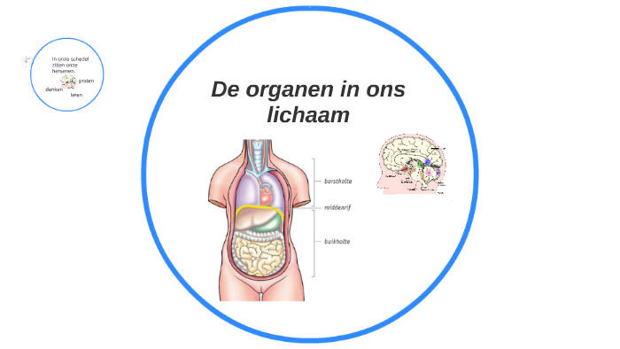 De organen in ons lichaam by emely martis on Prezi