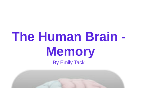 The Human Brain - by Emily T on Prezi