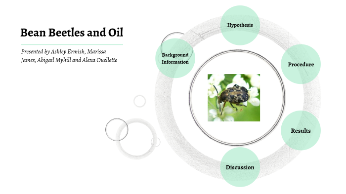 Bean Beetle Experiment By Ashley Ermish