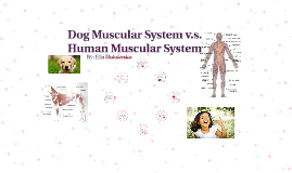 Dog Muscular System V S Human Muscular System By Ella Holowesko