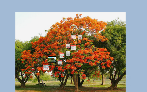 Erythrina poeppigiana o bucare ceibo es uno de los árboles m by Wilson  Echeverri