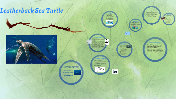 Leatherback Sea Turtle by Megan Vineyard on Prezi
