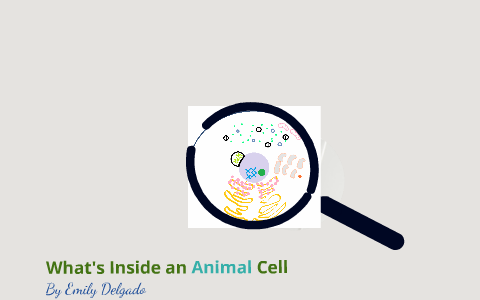 Animal Cell by Emily Delgado on Prezi