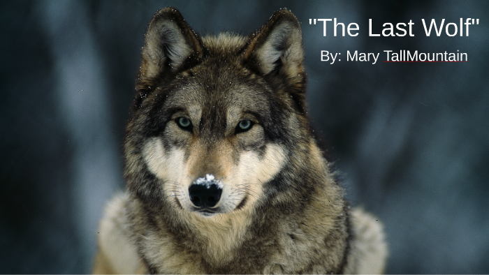 The Last Wolf by Molly O'Neill on Prezi