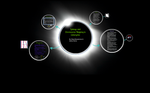 Linkage and Chromosome Mapping in Eukaryotes by Joshua Grr on Prezi