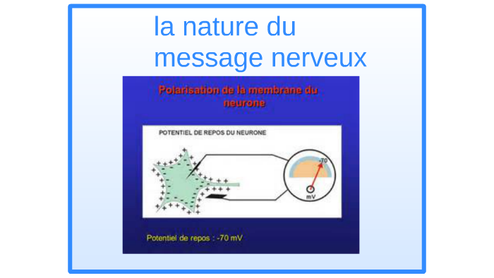 La Nature Du Message Nerveux By Karine Ferry On Prezi