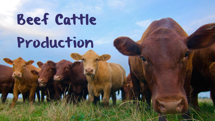 Beef Cattle Production – Dehorning by Emma Oppermann