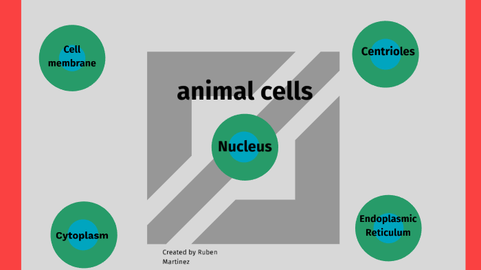 animal cell by ruben martinez by Ruben Martinez on Prezi