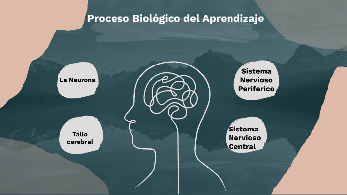Proceso Biológico del Aprendizaje by gabriela failoc on Prezi