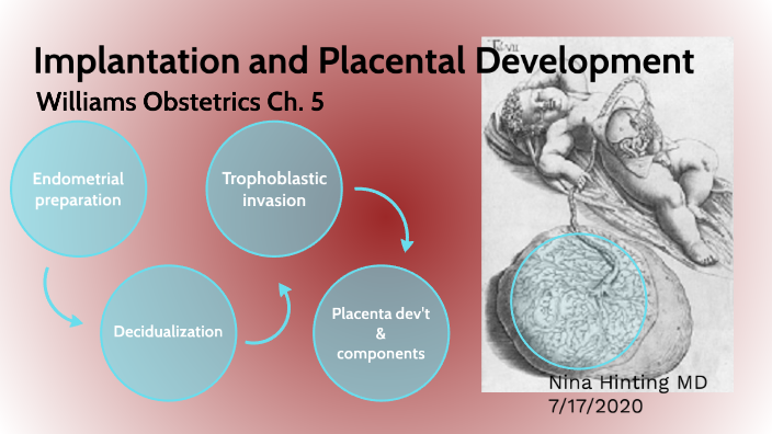 Implantation And Placental Development By Nina Hinting On Prezi 7002