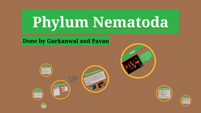 write a comprehensive essay on phylum nematoda