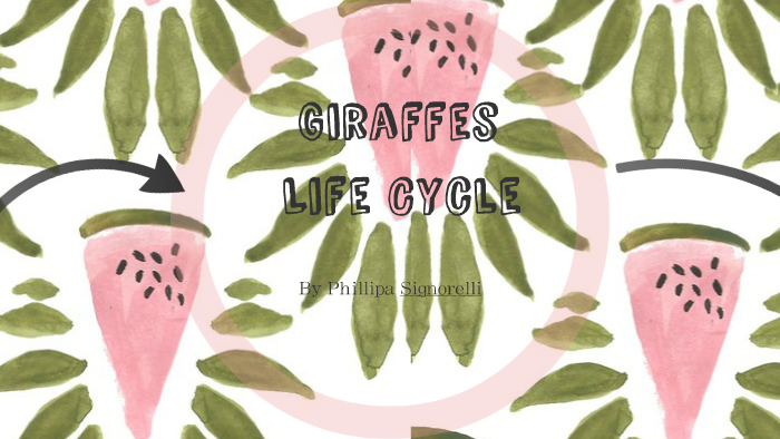 Giraffes Life Cycle by Phillipa Signorelli on Prezi