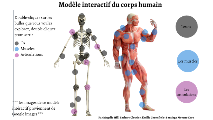 Os, articulation et muscle by Magalie Hill on Prezi