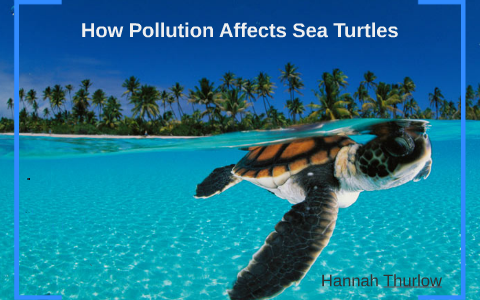Pollution & Sea Turtles by Hannah Thurlow on Prezi