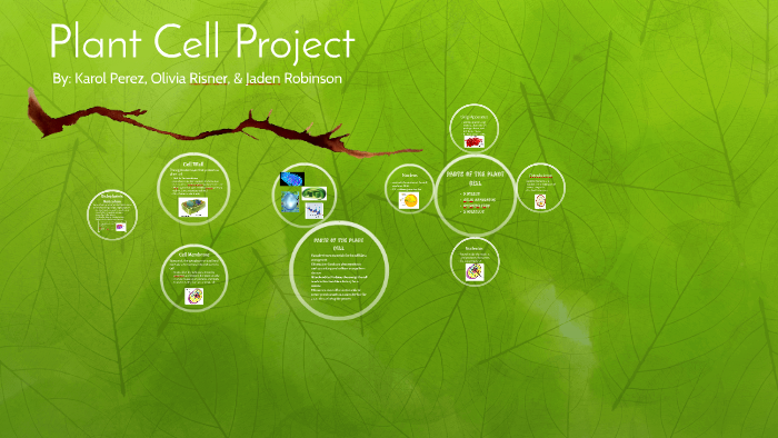 Plant cell Project by Karol Perez on Prezi