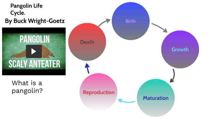 life cycle of the pangolin by Buck Wright Goetz