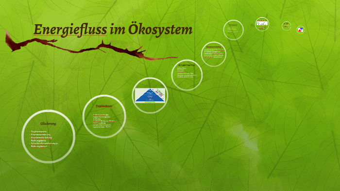 Energiefluss In Einem ökosystem Energiefluss im Ökosystem by Melanie Beckin on Prezi