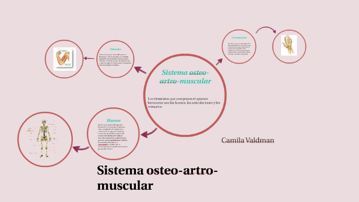 Sistema Osteo Artro Muscular By Cami Valdman On Prezi 2417