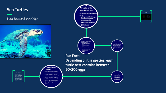 Sea Turtles by Nicholas Dellomo on Prezi