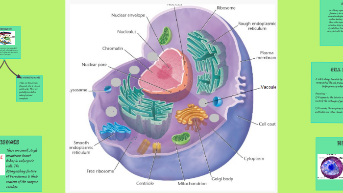 Animal Cell: Structure and Function by Devika S. Kumar on Prezi