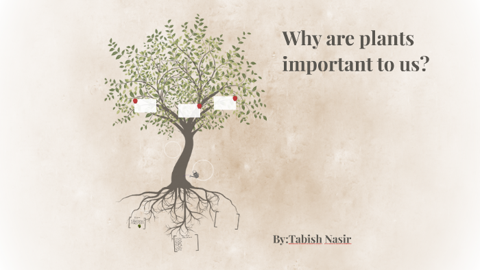 why-are-plants-important-to-us-by-talal-nasir