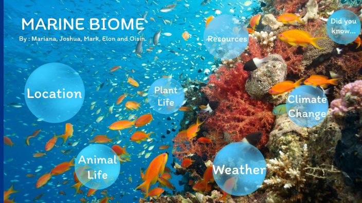 the marine biome climate