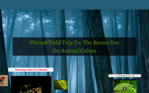 virtual tour of the bronx zoo