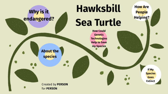 Hawksbill Sea Turtle by Angelina Pan on Prezi