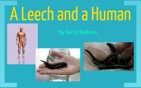 Parasitism: A Leech and a Human by jamie matteson on Prezi