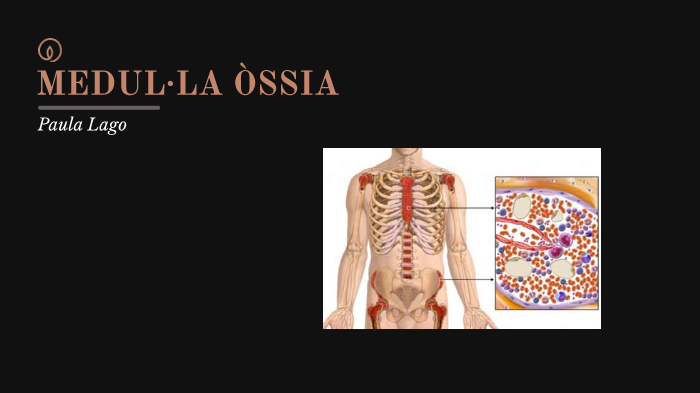 MEDUL LA SSIA By Paula Lago On Prezi medul-la-ssia-by-paula-lago-on-prezi