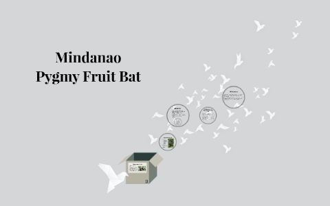 mindanao pygmy fruit bat