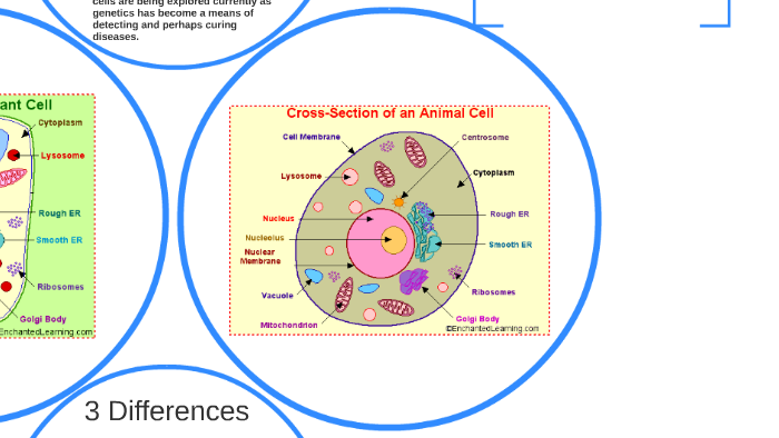 3 Differences by Cole Bates on Prezi