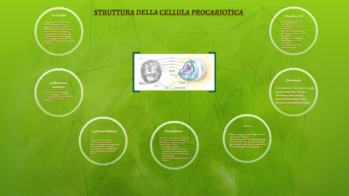 STRUTTURA DELLA CELLULA PROCARIOTICA by Cellule Procariotiche on Prezi