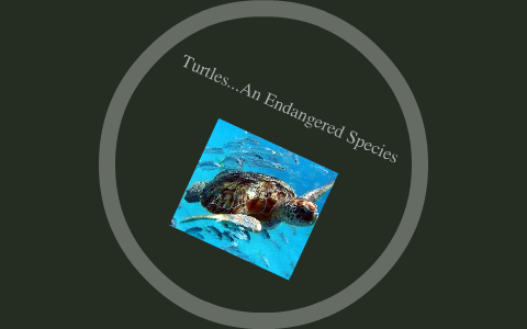 Turtles...An Endangered Species by Sarah Shultz on Prezi