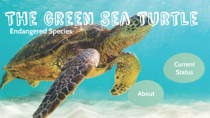 The green sea turtle by Laila Al-Shawafi on Prezi