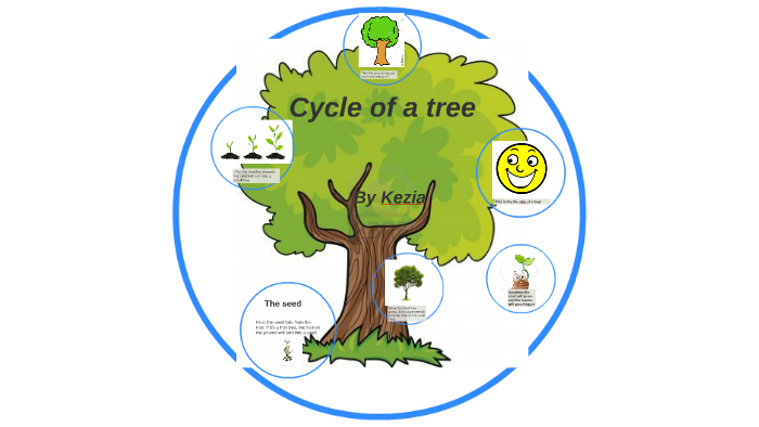 Cycle of a tree by kezia h on Prezi