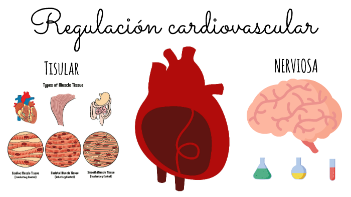 Regulación Cardiovascular By Geli CO. On Prezi