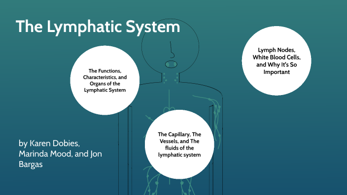 The Lymphatic System By Karen Dobies On Prezi