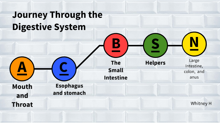 Journey Through The Digestive System By Whitney _ On Prezi