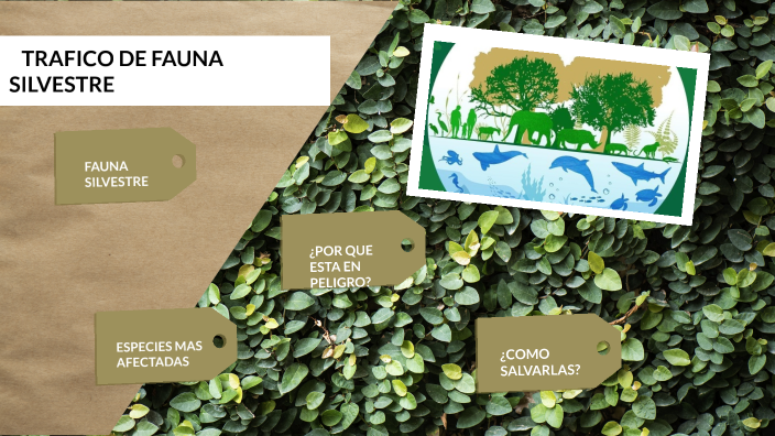 TRAFICO DE FAUNA SILVESTRE by yulieth cacua rozo on Prezi