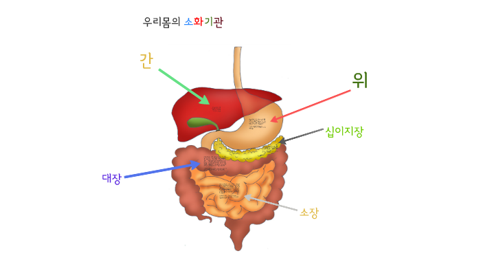 우리몸의 소화기관 by 민영 김 on Prezi